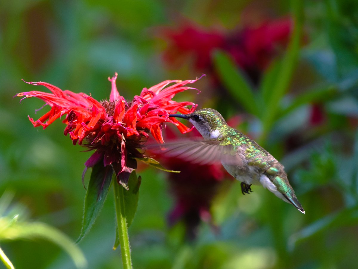 Hummingbirds love red bee balm! At one point, there were as many as six hummers zooming amongst the blossoms. 

#BirdTwitter #Hummingbird #BirdWatching #ClevelandMetroparks #Nature #BirdPhotography