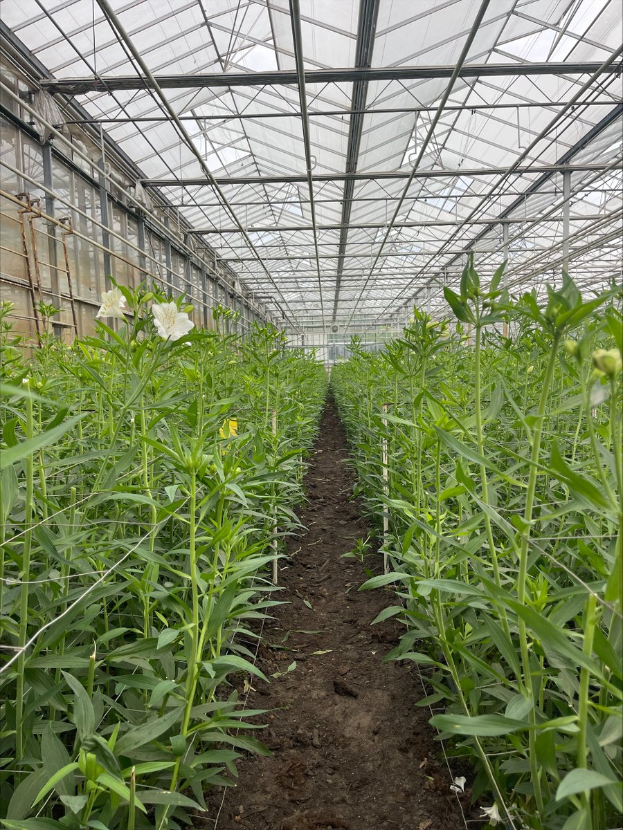 RDI | Responsive Drip Irrigation tweet media