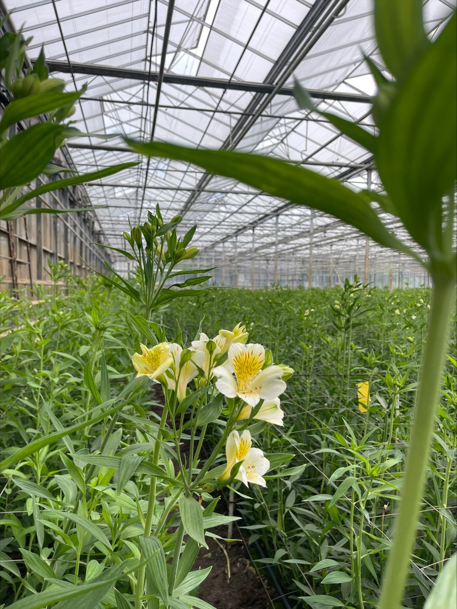 RDI | Responsive Drip Irrigation tweet media