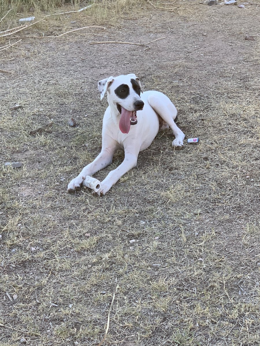 G_Love75's tweet photo. @whatsuptucson I found this pup on the way home. He’s super friendly and sweet as can be  please help me get him home. Found on Rosemont between Grant and 5th https://t.co/gBwBbNRPHh https://t.co/RaBUYiOhJf