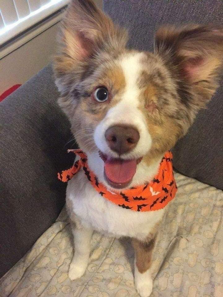 Puppieslover's tweet image. Just adopted don't scroll down without saying hello to me 🙏