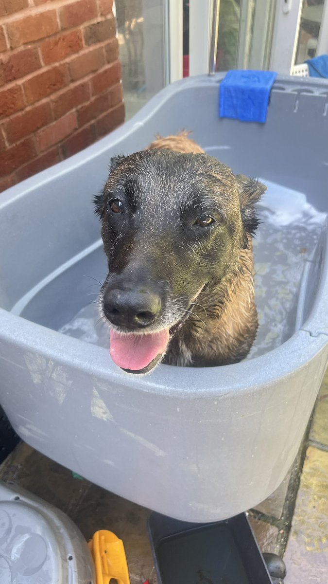 dog_fiji's tweet photo. Bath time to stop me itching 🐾 https://t.co/2r6zcM3QMc
