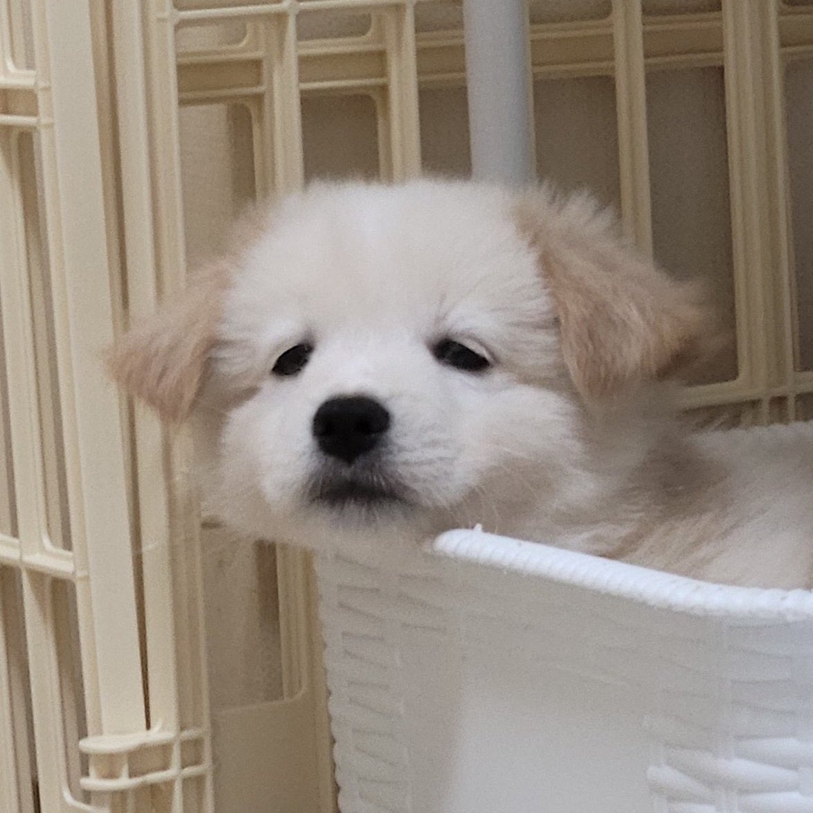 tinypikijake's tweet photo. พาเต้ดไปเค้งทีค้าบหม่ามิ้ 🥺💞🍼 https://t.co/PfAhD6eVjm