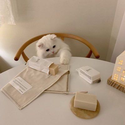 day 7

☕ hii!! i’m min, not new to #kpoptwt and #stantwt and looking for interactive filo moots :p

— sunki main / ni-ki main
— she / her , filo , minor
— engene , bunny , etc
— english &amp; tagalog
— any stans are welcome

♡ / ↻ are appreciated , to be moots &amp; spread. thanks !