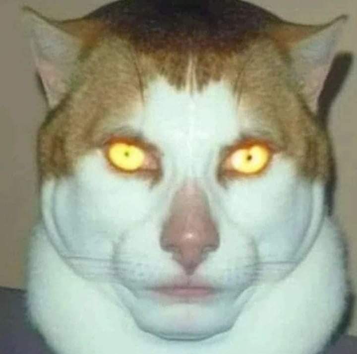 Mesint1's tweet photo. @matysit0 El gato majadero que queri follar https://t.co/uo7bS53Puq