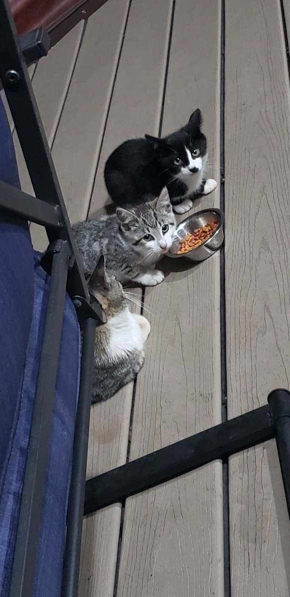 HighDistortion tweet media