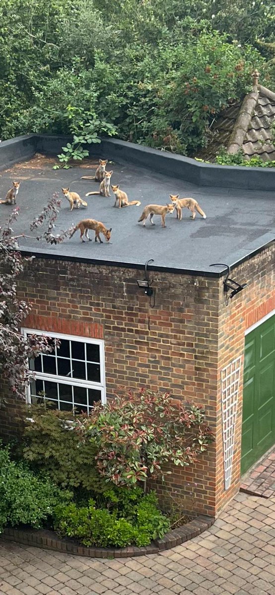 spanishconnects's tweet image. 8 zorros encima del tejado de su vecina en Londres #foxesinlondon #Stjohnswood