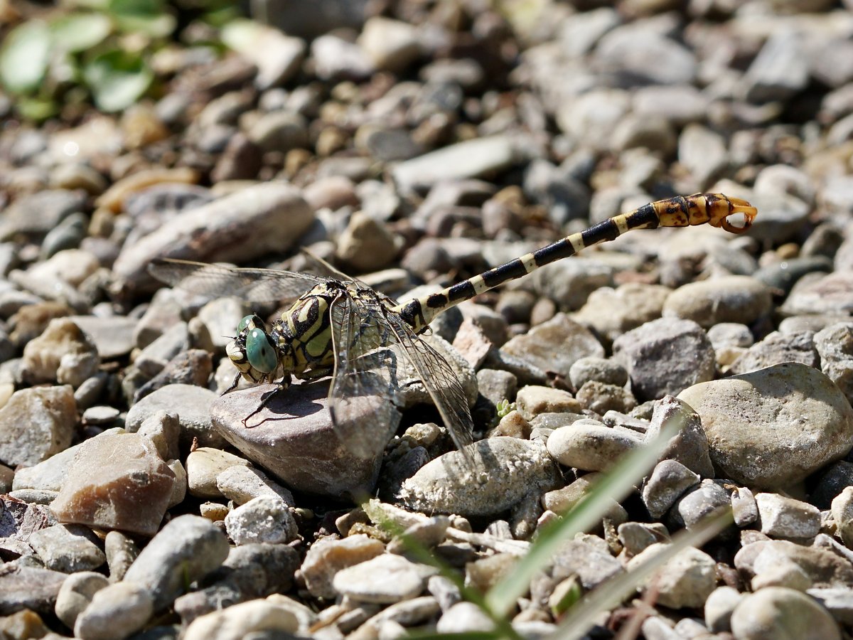 thomas_buechner's tweet photo. Onychogomphus forcipatus albotibialis
Östliche #Zangenlibelle
Small #Pincertail ssp. albotibialis
Cyprus 2023-06-29
#Libellen
#Dragonflies
#Gomphidae
#ICO2023 https://t.co/GkZ4CIH6U6