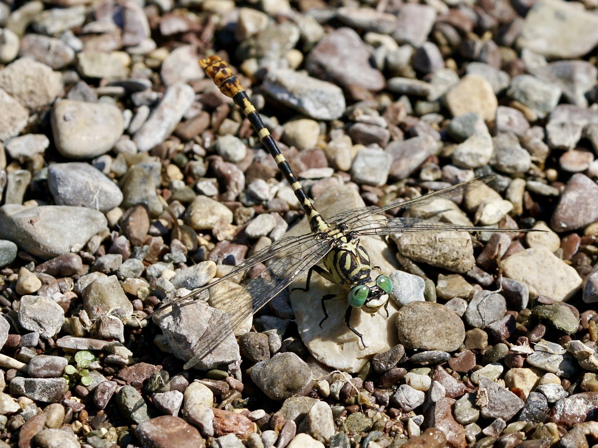 thomas_buechner's tweet photo. Onychogomphus forcipatus albotibialis
Östliche #Zangenlibelle
Small #Pincertail ssp. albotibialis
Cyprus 2023-06-29
#Libellen
#Dragonflies
#Gomphidae
#ICO2023 https://t.co/GkZ4CIH6U6