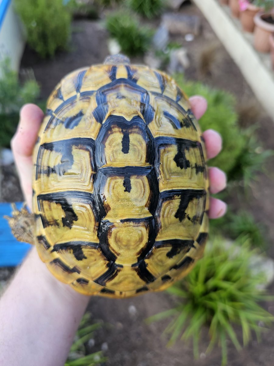 MidlandTortoise's tweet photo. One of our keepback hatchlings.. Goldie..growing up lovely. #midlandtortoise #tortoise #Tortoise #tortoisekeeper #tortoiseofig #tortoiseofinstagram #tortstgram #tortoiselife #reptilesofinsta #reptilesofig #repstagram #pets #reptile  #schildkröte #hermantortoise #easternherman https://t.co/vk70M89nqn