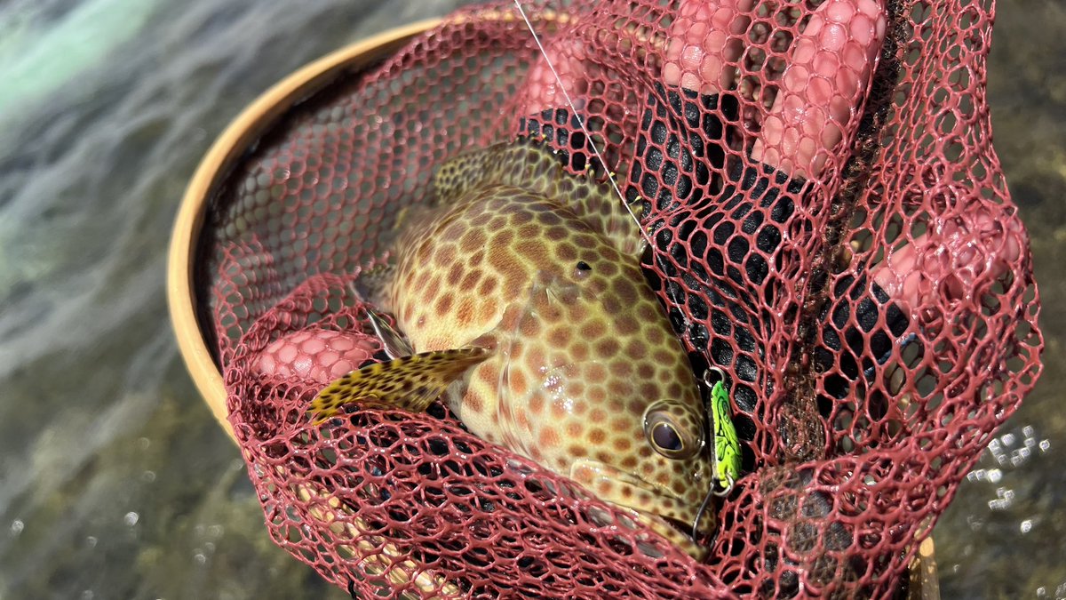 hiro198703231's tweet photo. リーフでのスプーンゲーム♪♪
小さい���ど、当たりもたくさんあり楽しめました🎣✨

#蛙スプーン #石垣島 https://t.co/OlwXVCqqAu