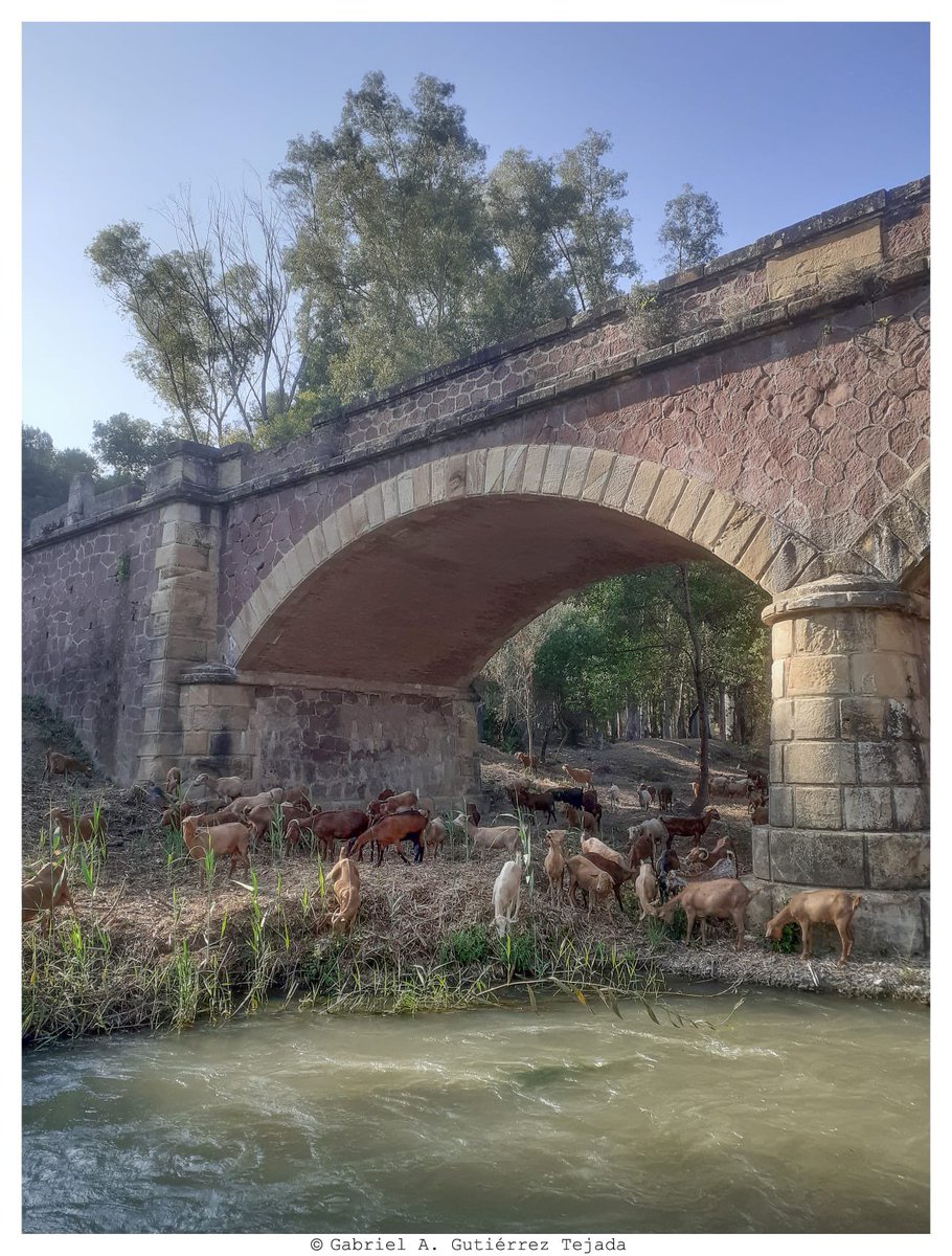 Combinación de SELVICULTURA  y GANADERÍA EN EXTENSIVO: fórmula colaborativa eficaz para la recuperación de usos en muchos de nuestros mejores ESPACIOS FORESTALES. En la imagen, puesta en luz de una margen del río Guadalete a su paso por el Puente de la Nava, Algodonales (Cádiz).