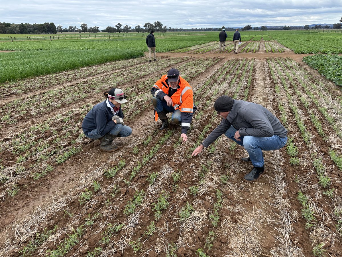 AgroJAK's tweet photo. Wow - what a great week at the Advisor Forums seeking feedback on 5 years of data and insights from @GRDC @CSIRO @NSWDPI farming systems project in sth NSW.  Great experience in the room to extract maximum value and impact. https://t.co/3gCRrGgQXA