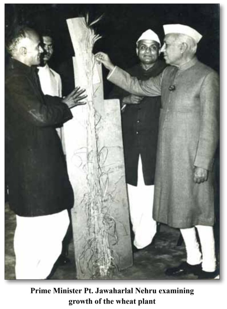 KrishiExpert's tweet photo. How many of you know that the plant height of old varieties of wheat was about 5-6 feet https://t.co/Yq1GfJbenG