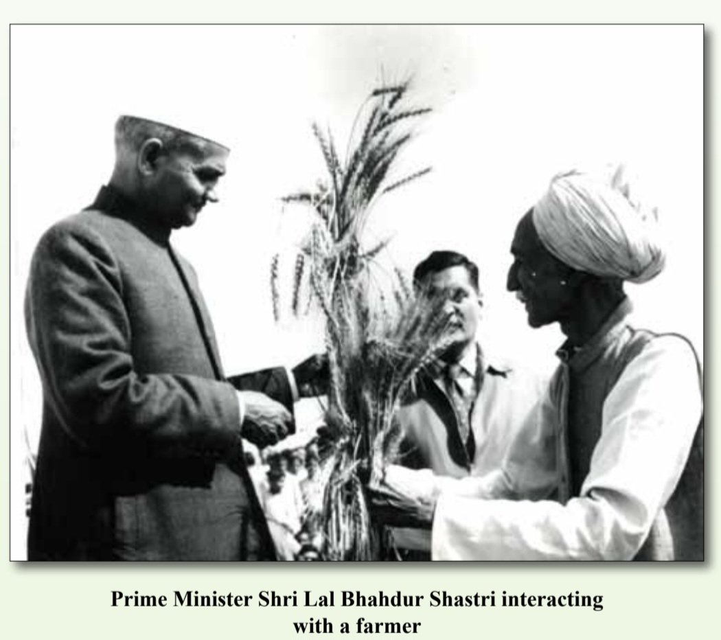 How many of you know that the plant height of old varieties of wheat was about 5-6 feet