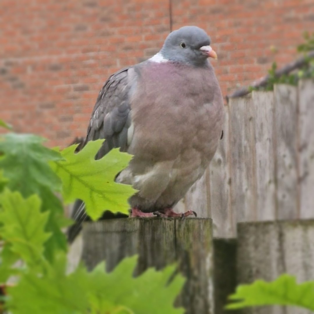 GreenwoodRvn's tweet photo. Someone was spying on me through the kitchen window... and it's this handsome chap!
#pigeon #woodpigeon #featheredfriends #britishbirds #britishwildlife #friendlylocals https://t.co/k482e0kK8F