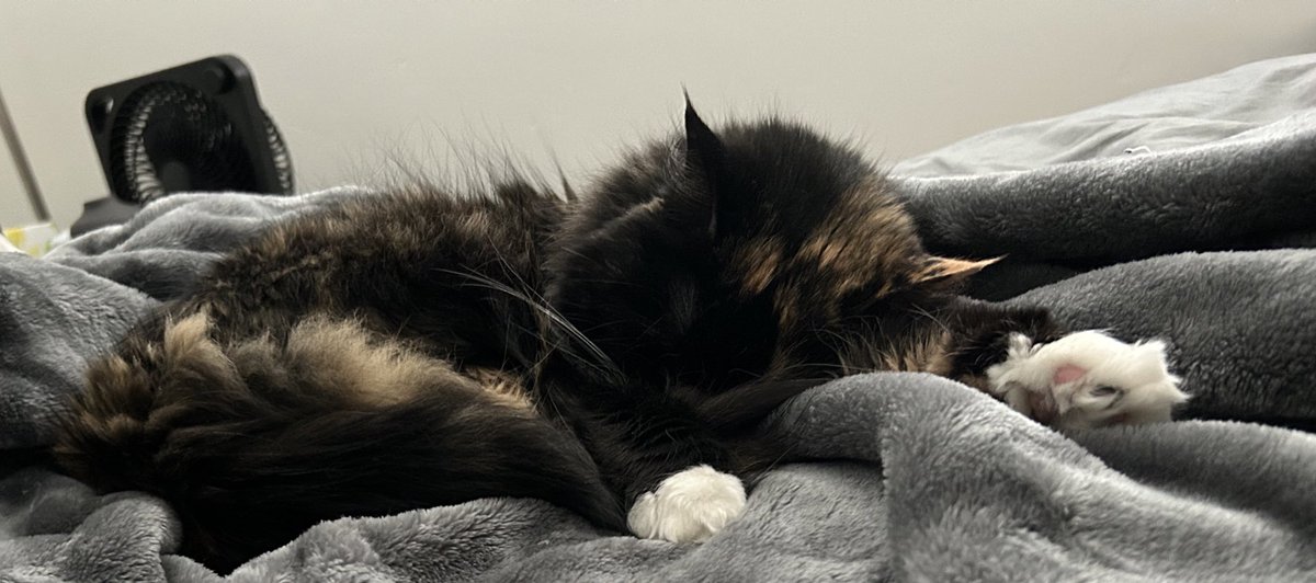 Xaria5of9's tweet photo. Sweet baby is the best coworker. https://t.co/GTJnh7mE87