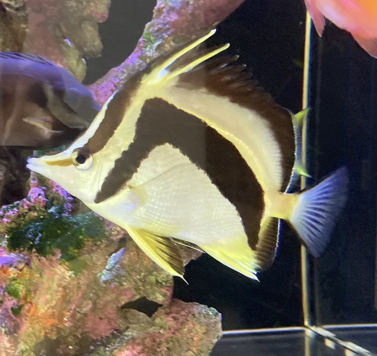 basabei's tweet image. チョウの中で1番好きなのが、この
サイズBF。とにかくかっこいい！
プログナらしいシルエットの体型と
大胆な鎌模様のコンビネーションが
最高です。
2013年7月に入手したので、やっと
10年経ち、ここから一年づつ飼育年数
を積み重ねて行きたい。