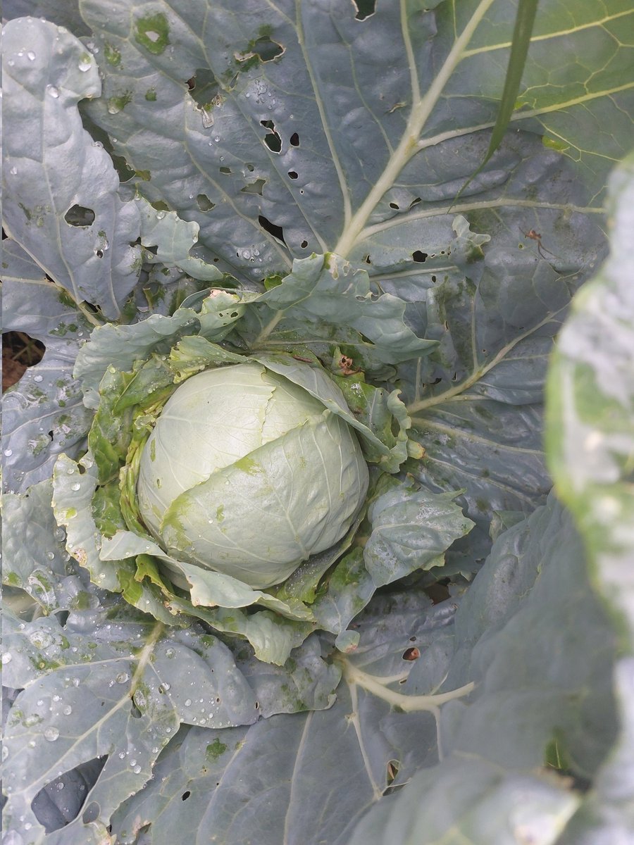 Cabbage and cauliflower are doing well.