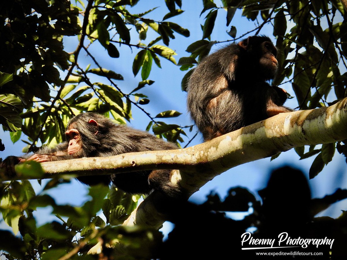 It's so emotional looking at how these two Orphaned Juvenile Chimpanzees together.. 
They lost their mother, and they are now being looked at by other family members. Some emotional and unforgettable memories are only reached when you book with us your safari to Uganda and Rwanda