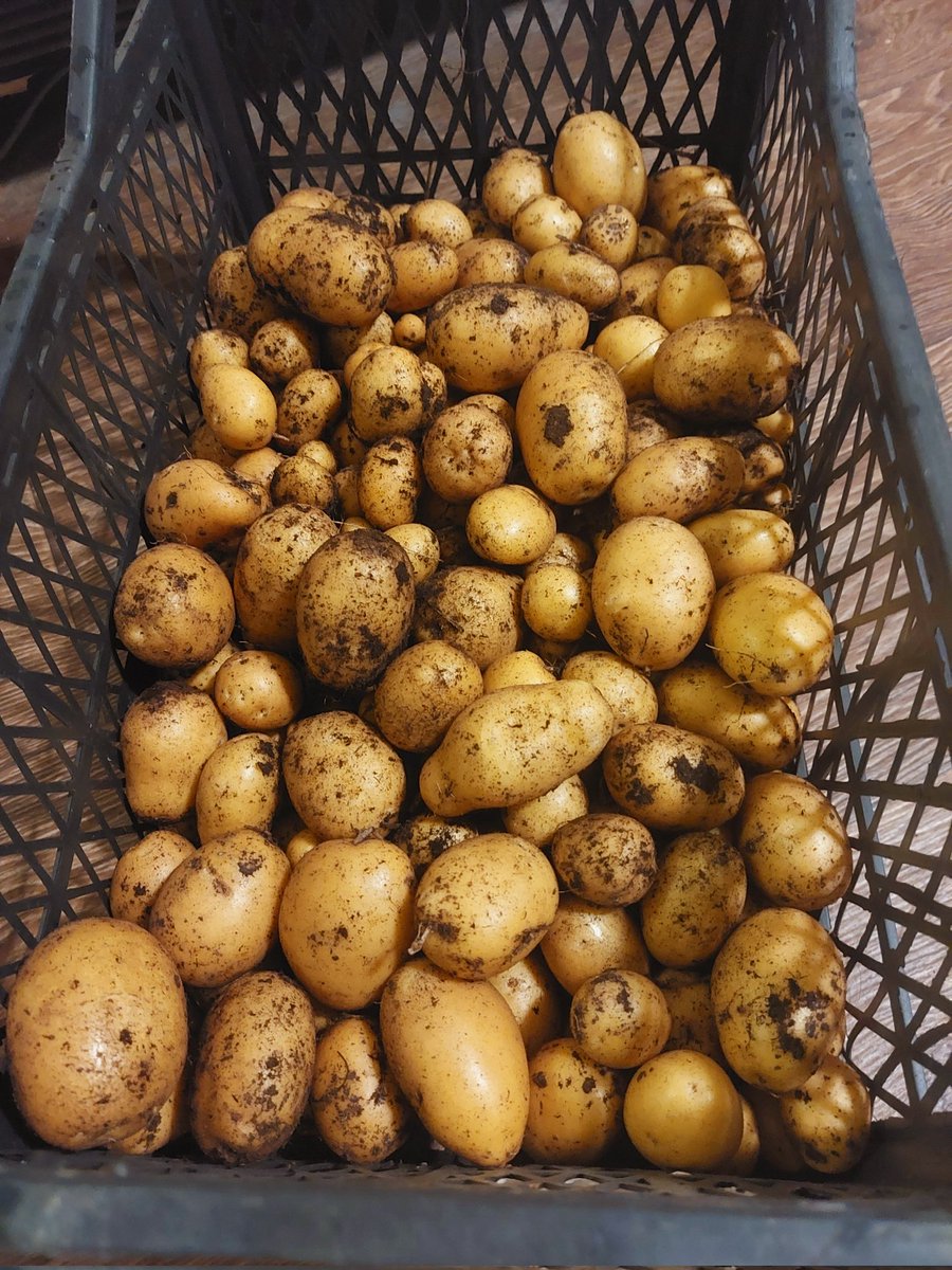 First potato harvest. 6kg.