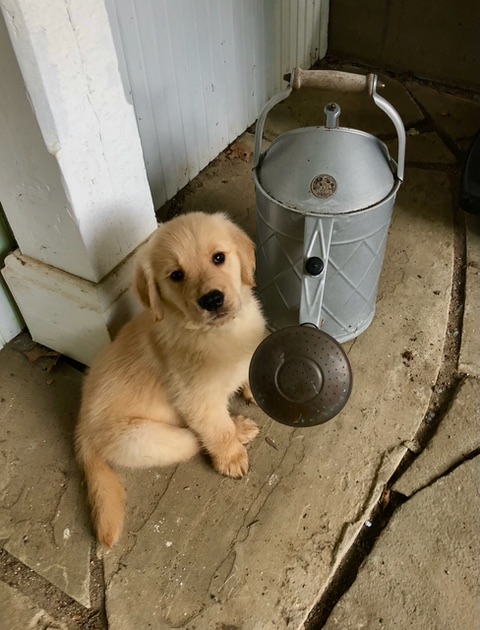   Happy birthday Monty Don from Monty Dog, a golden retriever named in your honor. 