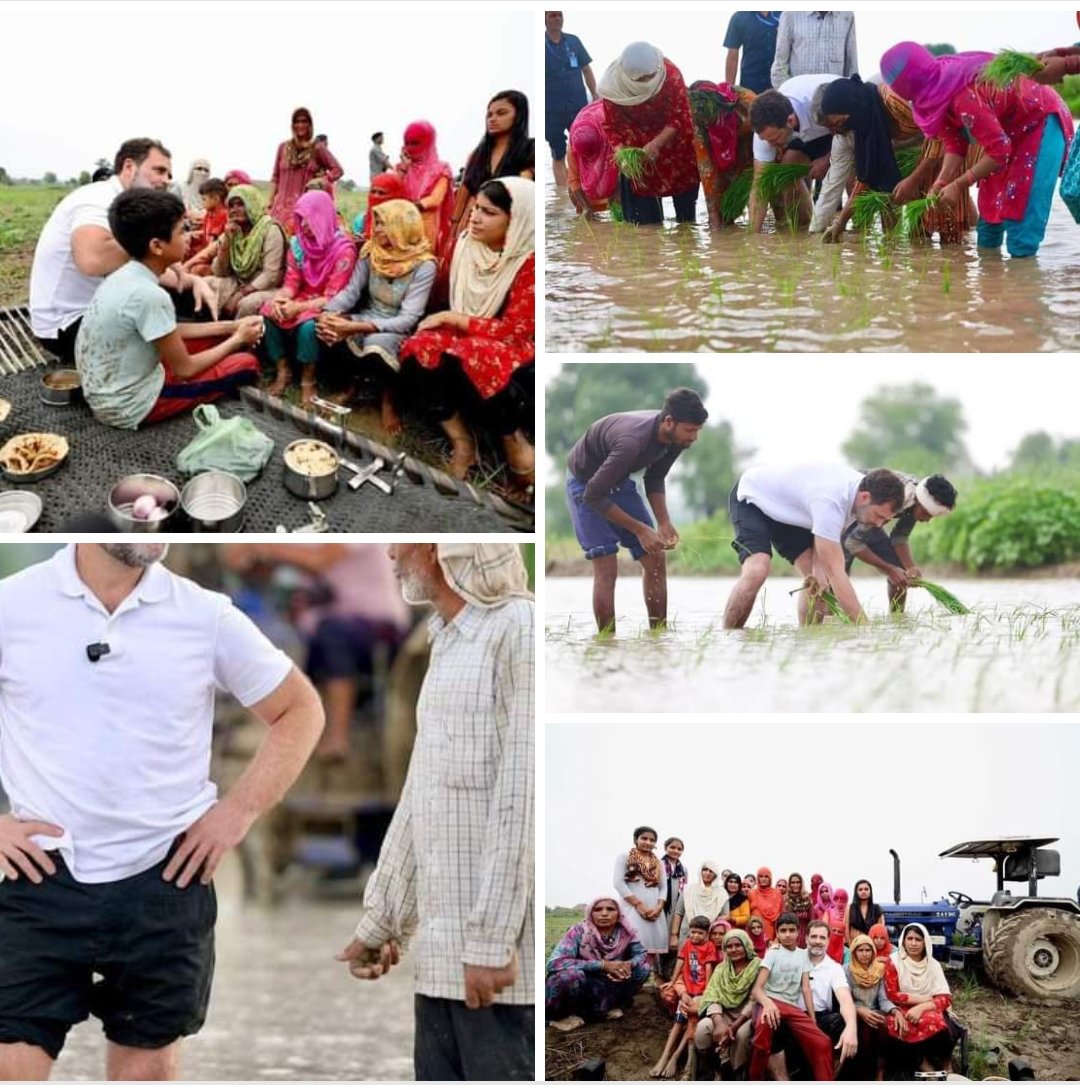 साहिब बो रहे थे पुदीना और राहुल ने तो धान बो दिया!