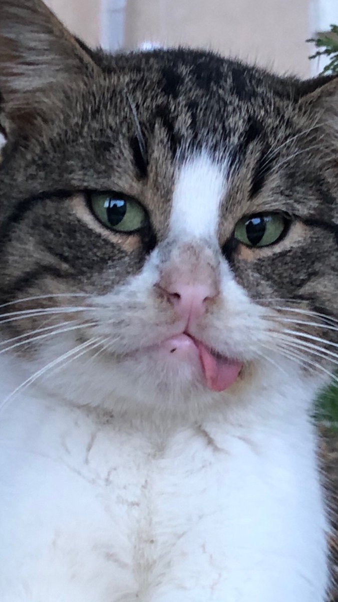 Kediler ve Köpekler tweet media