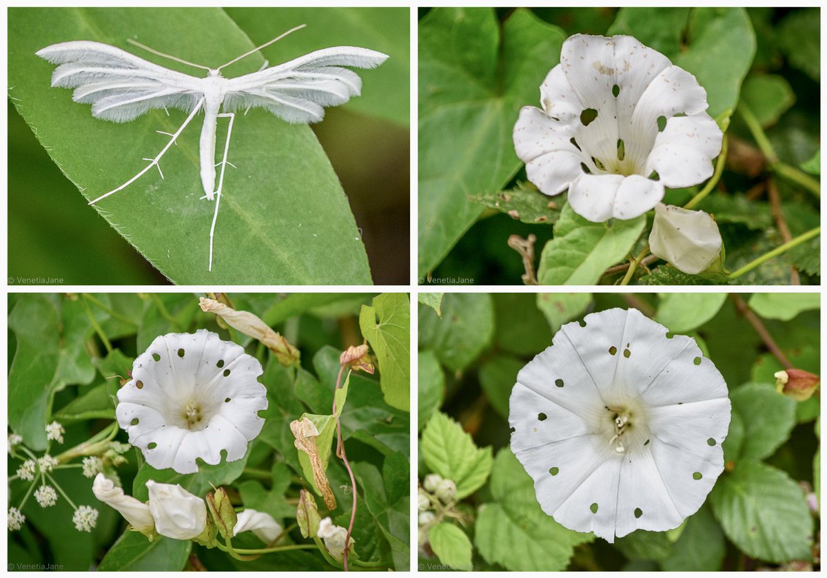The White Plume Moth (Pterophorus pentadactyla) is nature's 'Kirigami' artist. Kirigami is the #art of folding and cutting paper to create shapes &amp; patterns. Hedge bindweed is the moth’s larval food and if they feed on a bud, the flower will open to reveal their artwork! #nature