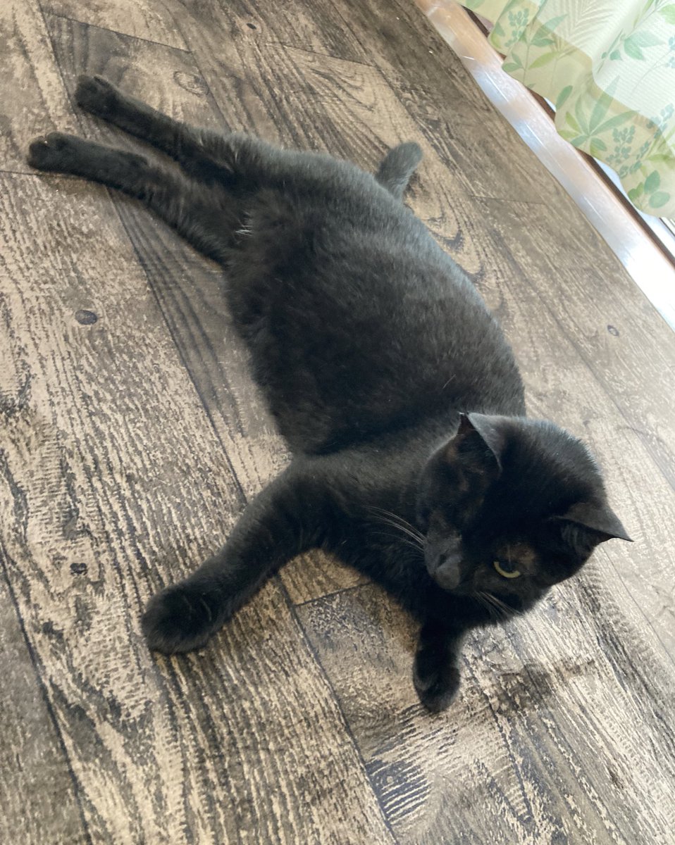 こんにちにゃんこ！

カーペット買った、黒猫にも合う！よかった☺️

 #猫がいる幸せ 
 #ねこのいる生活 https://t.co/LoX48n4nQY