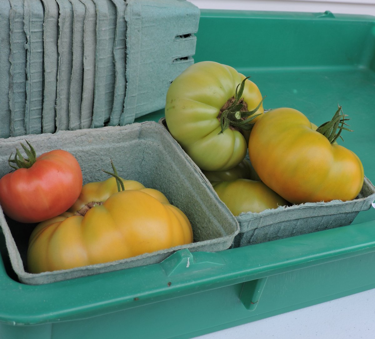 SharonLeeSays's tweet photo. Large and luscious, heirloom Brandywine tomatoes are grown for their taste at #LangtonGreenCommunityFarm in Millersville. #aroundtheparkagain saw these during Saturday's produce sale. Very reasonable. More at: https://t.co/E3kgksotv1 https://t.co/otJMh4gFfI