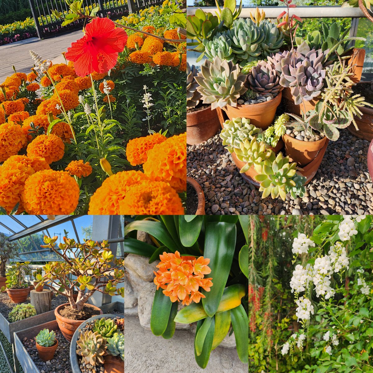 Some pictures I took at the greenhouse today 🌺🌿 #greenhouse #plantlife #plants #flowers #photography #succulents #hibiscus #marigold #nymph #succulentplants