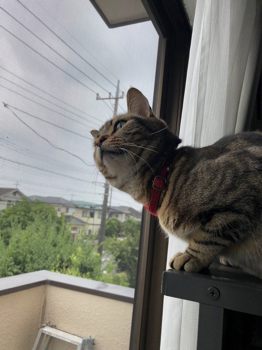maclime_cat's tweet photo. ニャルソック中でち！鳥さんおもしろいでちねー！じっさい！

#土アップ祭り https://t.co/sY3dNa3KED