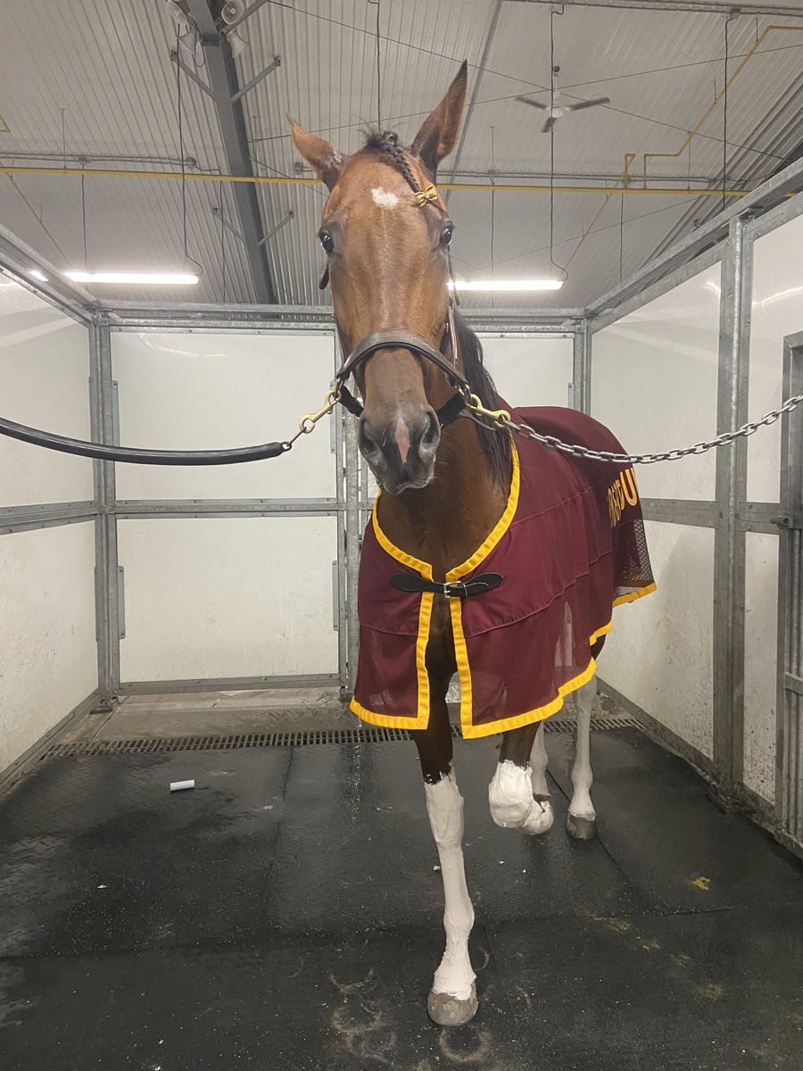 She’s sassy and opinionated but a pleasure to have in the barn. 2 in a row for our girl deeds 🤍 #BeyondTheSea #TeamYoung