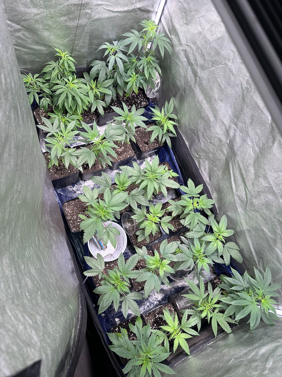 gasmanthegascan's tweet photo. Next hunt coming along nicely. Some of these are fem and some are regulars I’m hunting through. Should be able to pull at least one or two bangers from this #Mmemberville #CannabisCommunity #cannabisculture #UKCheese #9lbHammer #Zyrup https://t.co/CeaaMOXboS