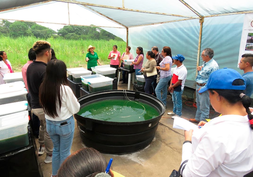 NBCDiario's tweet photo. 📢 ¡Exitoso curso de cultivo de #espirulina en #Veracruz! 

Productores, académicos y público en general se capacitaron en el Colegio de Postgraduados Campus #CórdobaVeracruz

Conoce los beneficios de esta cianobacteria  💚🌱

https://t.co/PWZDzmGkO3 https://t.co/vbJl0epAzO