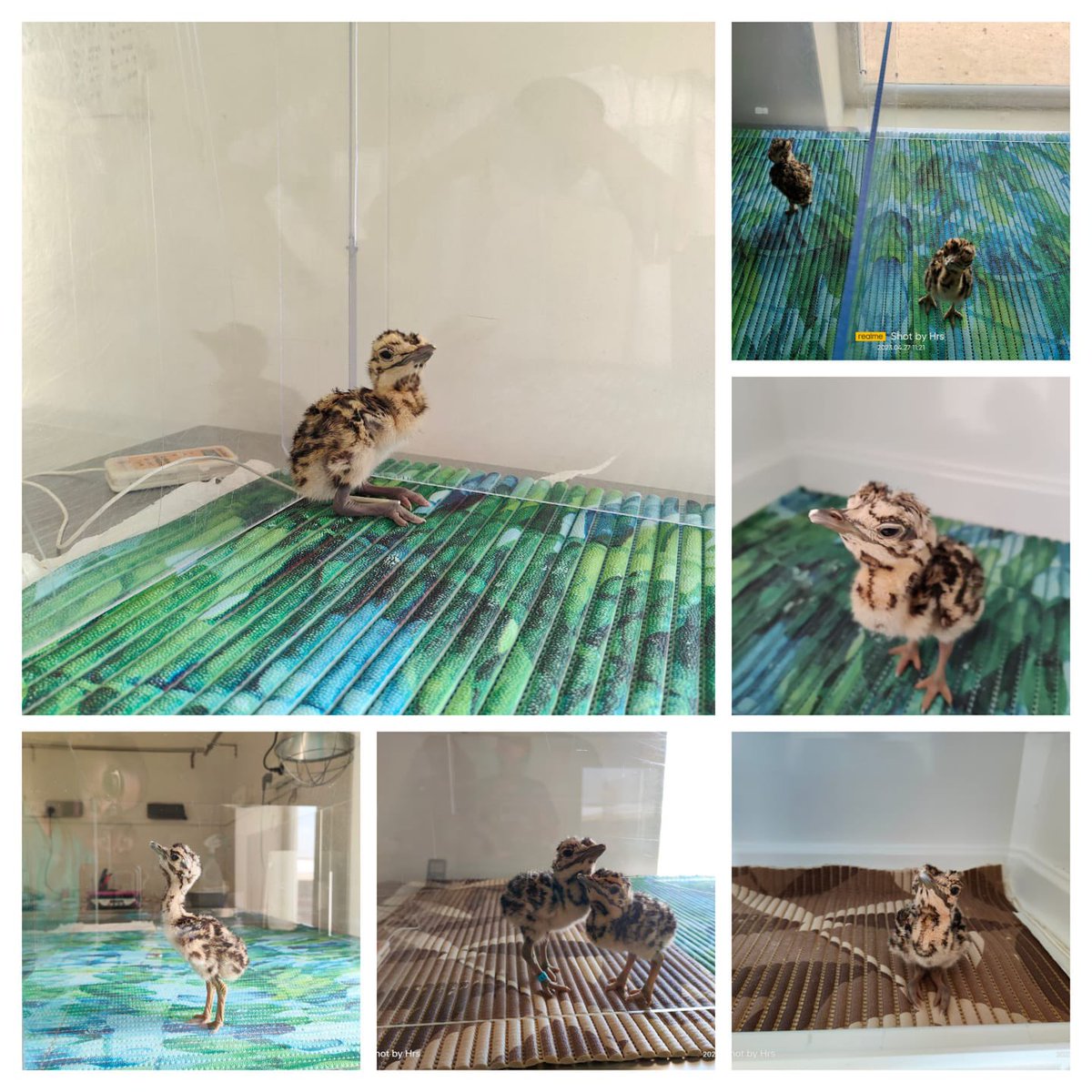 Newly hatched chicks of Great Indian Bustard at Sam Conservation Breeding Center. May their tribe grow #BustardRecoveryProgram <a href="/moefcc/">MoEF&CC</a> <a href="/ForestRajasthan/">Rajasthan Forest Department</a> <a href="/vrtiwari1/">Virendra Tiwari</a> <a href="/SutirthaDutta82/">Sutirtha Dutta</a>