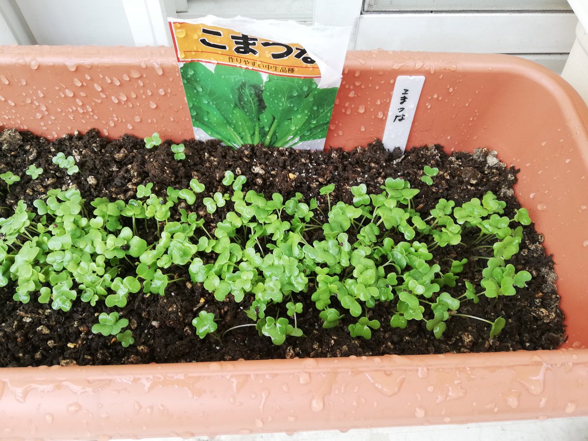 間引かねぇと… https://t.co/eHQ694l7BL