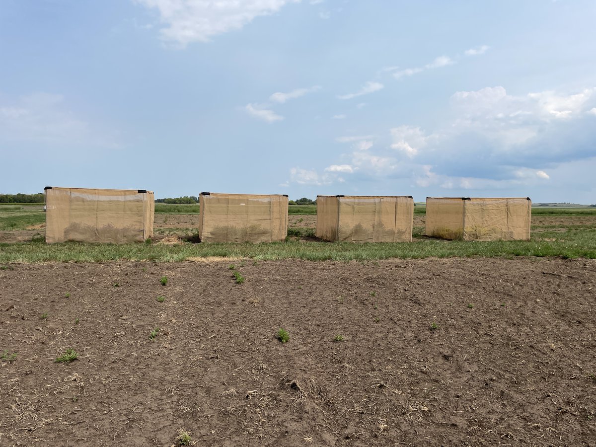 LFCE_usask's tweet photo. @usask @agbiousask scientist and forage breeder Dr. Bill Biligetu (PhD) is using bees to increase pollination in varieties of alfalfa that he has developed. Watch here:  https://t.co/xSt7HmAayG https://t.co/HMJwTfqeE3