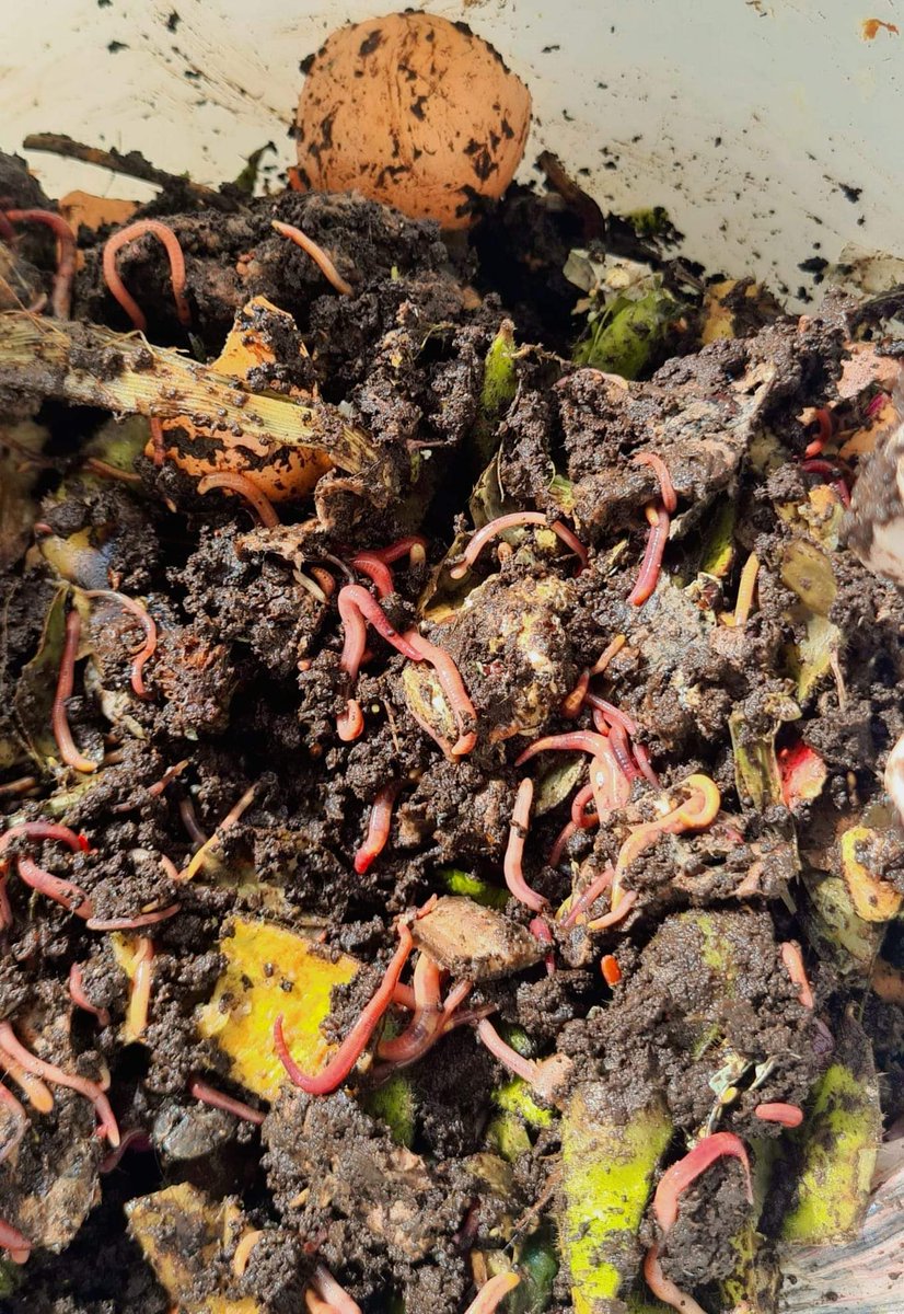 HAPPY VERMI COMPOSTING DAY 
#redworms #educationmatters #recycling #3R #biodegradable #wastemanagement #reducewaste  #householdwaste #vermicomposting #kidsfuntime