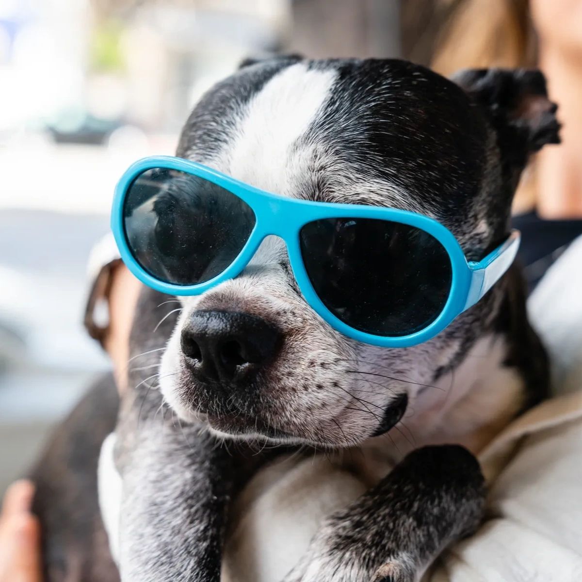 Camprunamuttcv's tweet photo. Every dog is special in their own way, and our grooming services ensure they'll get exactly what they need to look and feel their best. https://t.co/3KSRGvRoNT
