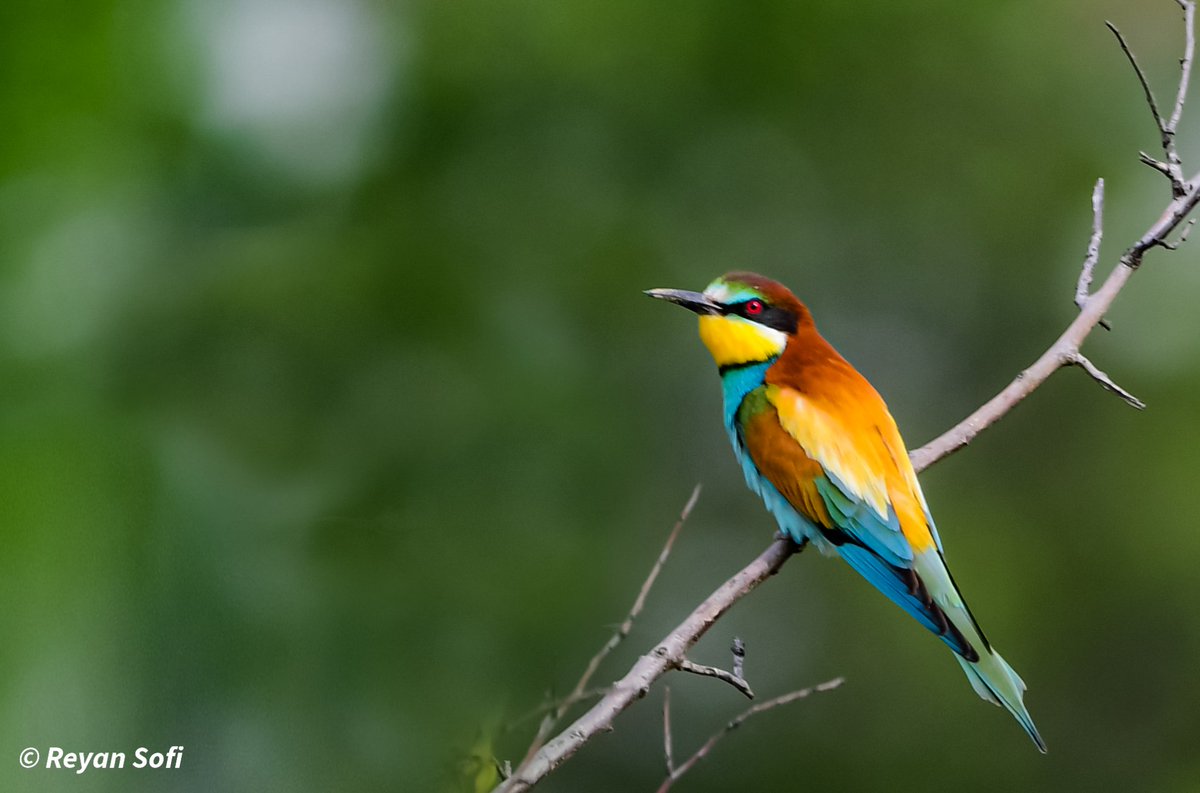 European bee eater 

July 2023

Srinagar