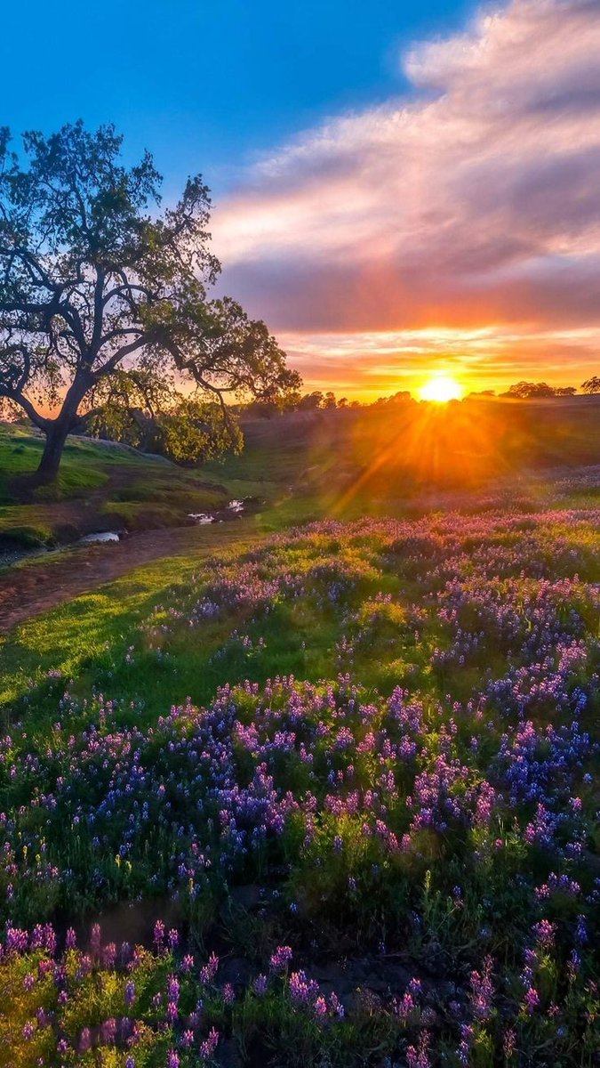 loveofsunset's tweet photo. dreamy sunset https://t.co/asb9ugGVHh