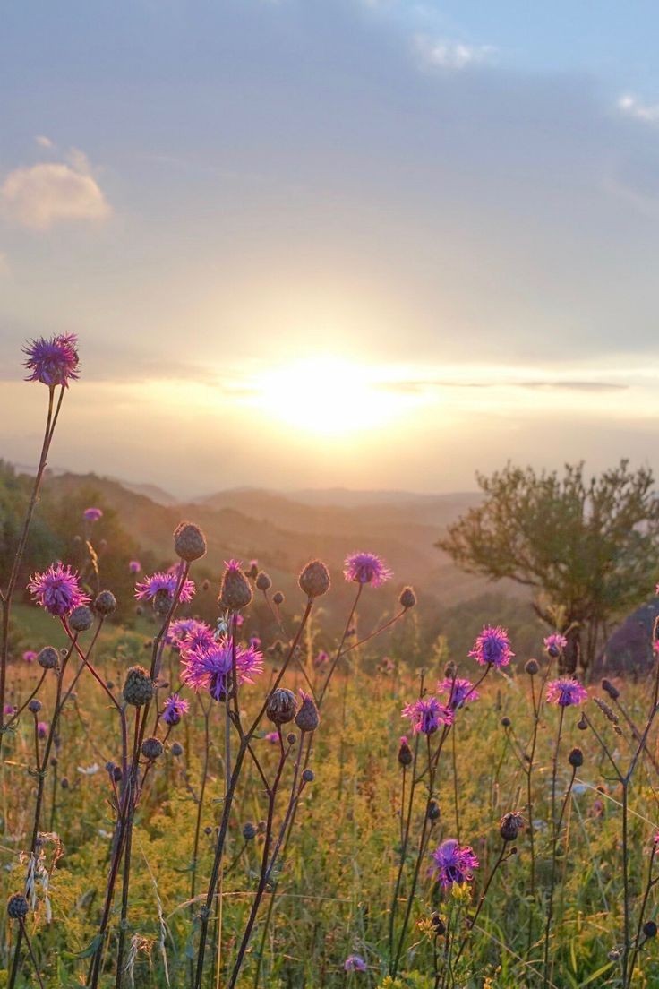 loveofsunset's tweet photo. dreamy sunset https://t.co/asb9ugGVHh