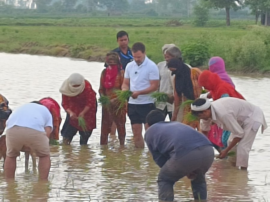 DeependerSHooda's tweet photo. आज सोनीपत के गाँव मदीना में खेत में धान की रोपाई कर रहे किसानों के बीच पहुंचें @RahulGandhi जी।

राहुल जी दो घंटे खेत में किसान-मज़दूरों के साथ रहे - यहाँ उन्होंने ट्रैक्टर भी चलाया, धान की पयोध भी लगाई, किसानों के साथ ख़ाना भी खाया.. https://t.co/32BaesrXOa