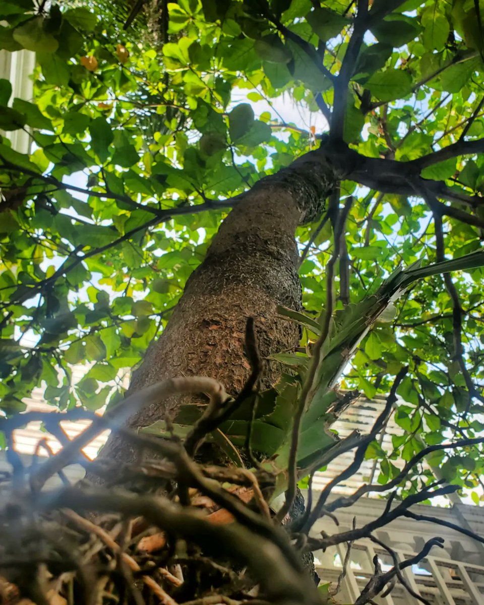 LaPrometheia's tweet photo. En un tres por tres
Memorias de almendro
Son nueve años

Julio 04 2023 https://t.co/NpWJVE2Fc1