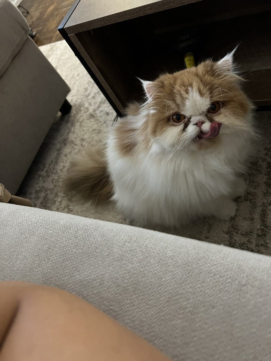 Nazaneen tweet media