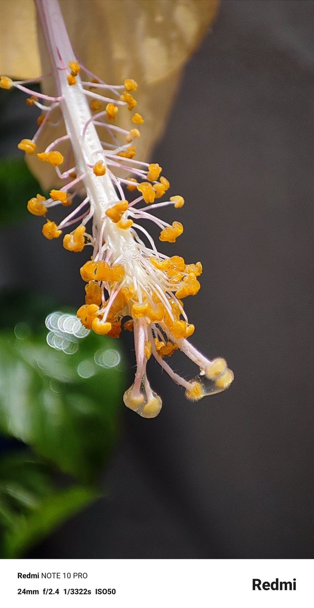 iamsurajghosh's tweet photo. Some shots straight out from a 3 year old phone #redmi_note_10_pro #no_editing
How is it guys.
@RedmiIndia @manukumarjain @sandeep9sarma @AbhishekMarkets @ashwatnandagaw1 @its_Priyansh_ @that_chand @geekedout__ @_arorarohit_ https://t.co/YhaNqMWfMh