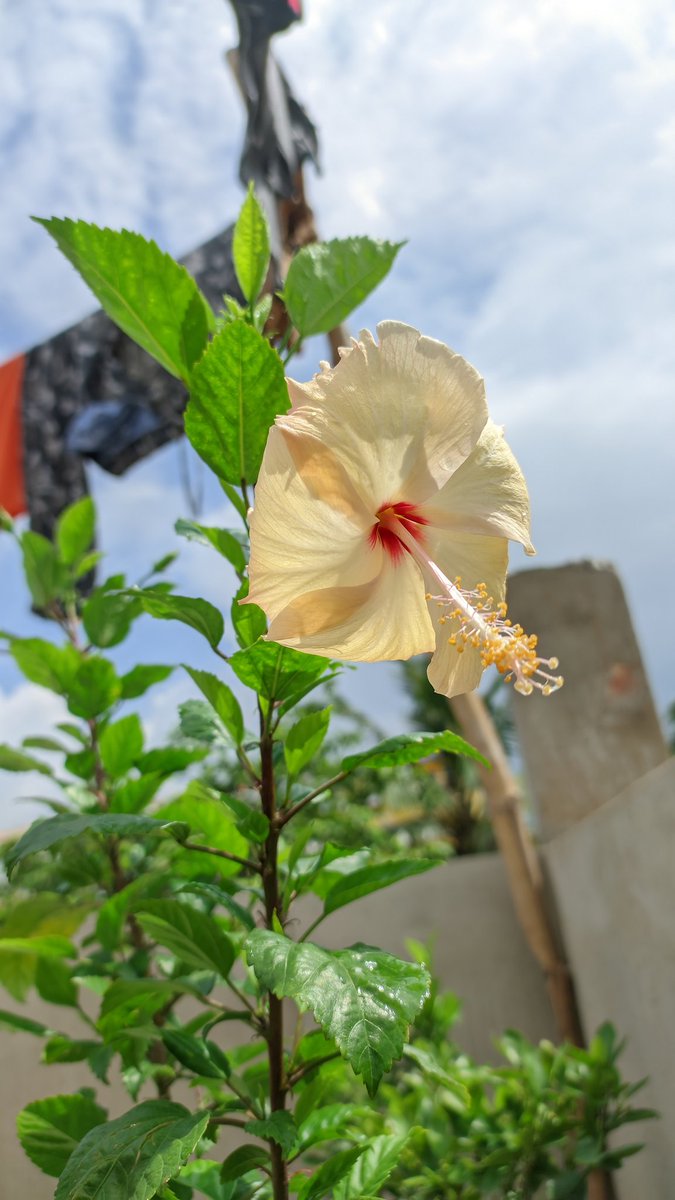 iamsurajghosh's tweet photo. Some shots straight out from a 3 year old phone #redmi_note_10_pro #no_editing
How is it guys.
@RedmiIndia @manukumarjain @sandeep9sarma @AbhishekMarkets @ashwatnandagaw1 @its_Priyansh_ @that_chand @geekedout__ @_arorarohit_ https://t.co/YhaNqMWfMh