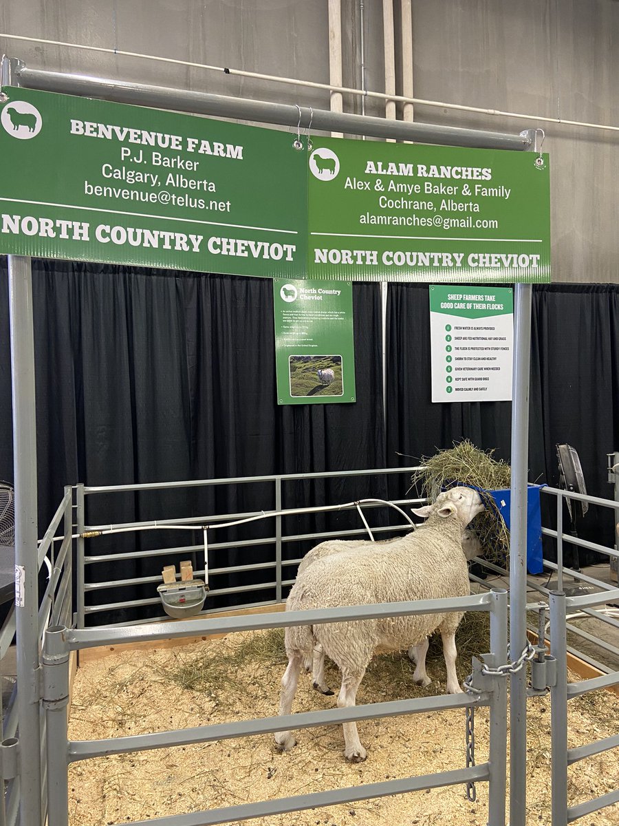 EllenDevitt's tweet photo. You can take the sheep farmer out of Wicklow but not the Wicklow out of the sheep farmer…goes to the Calgary Stampede and finds Cheviots 🐑
#calgarystampede2023 https://t.co/Zb9qtsrpOb